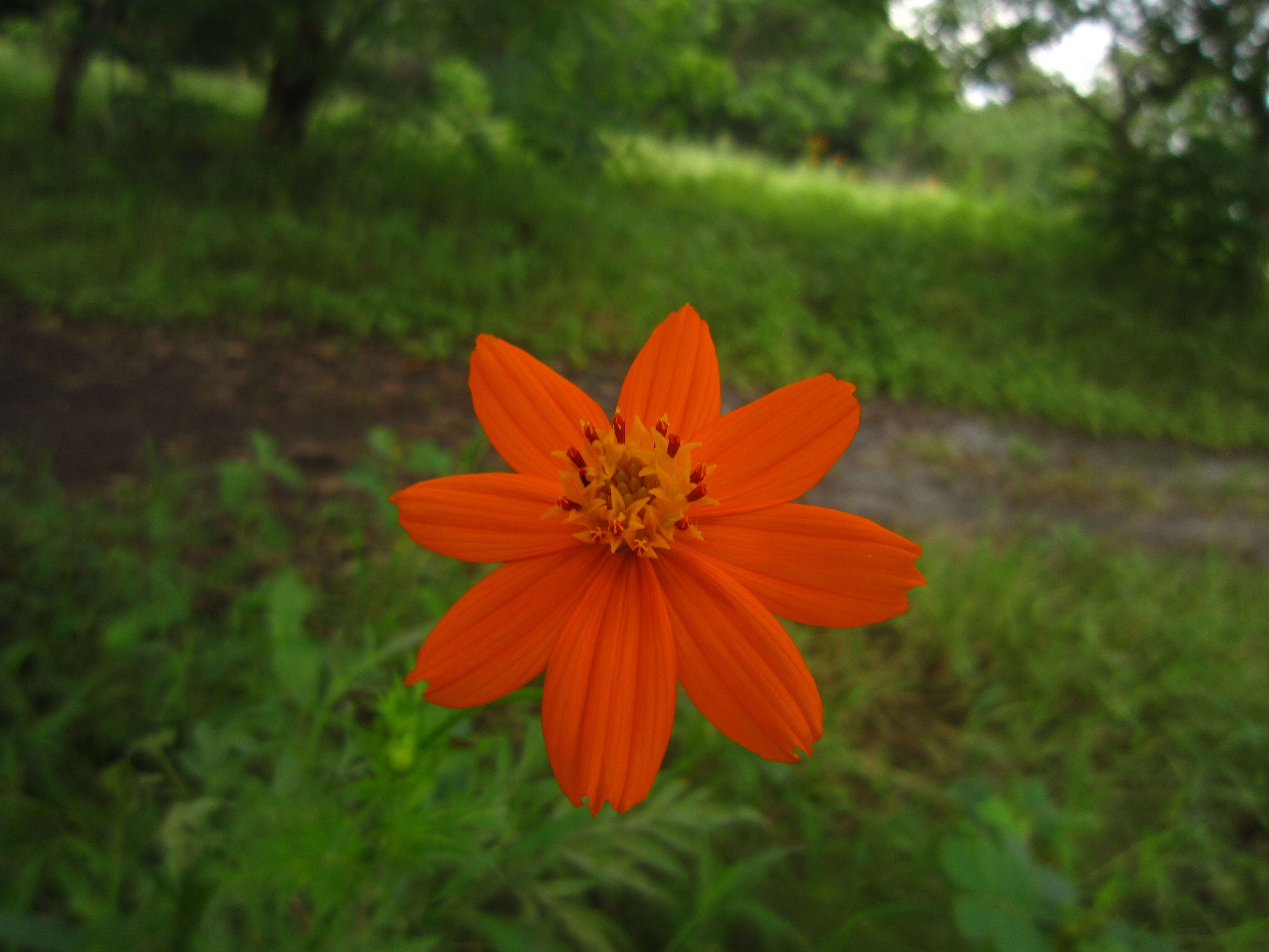 Image de Cosmos sulphureus Cav.