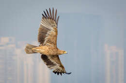 Image of Asian Imperial Eagle