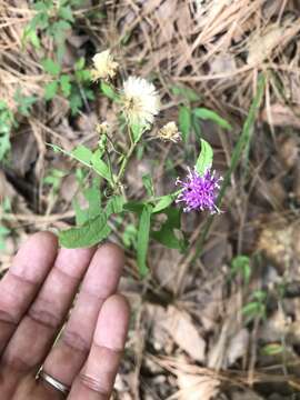 صورة Vernonia greggii A. Gray