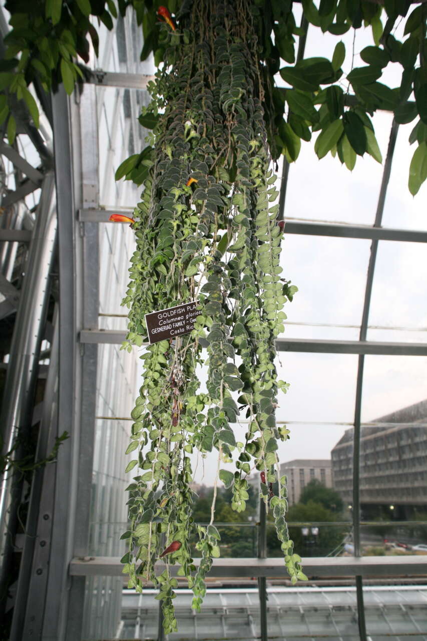 Image of Columnea microcalyx Hanst.