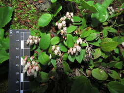 Plancia ëd Gaultheria nubigena (R. Phil.) B. L. Burtt & Sleum.