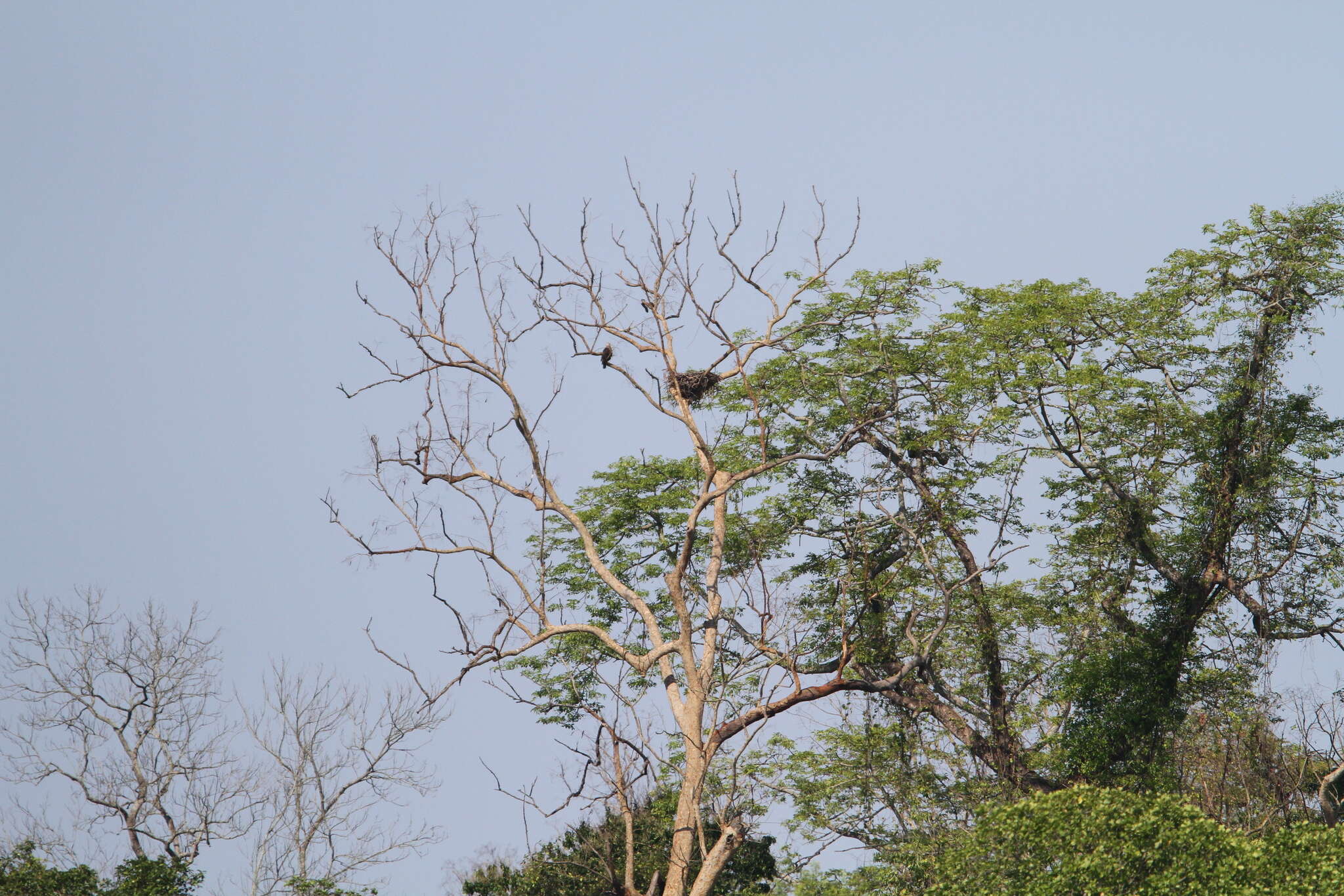 Image of Band-tailed Fish-eagle