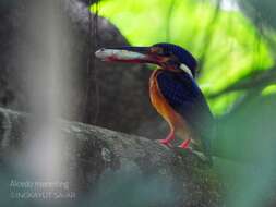 صورة <i>Alcedo meninting verreauxii</i>