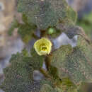 Plancia ëd Mabrya acerifolia (Pennell) W. J. Elisens