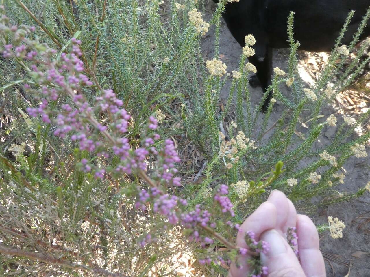 Plancia ëd Erica parviflora L.