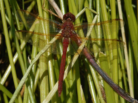 Image of Red-veined Meadowhawk