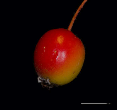 Image of Italian Crabapple