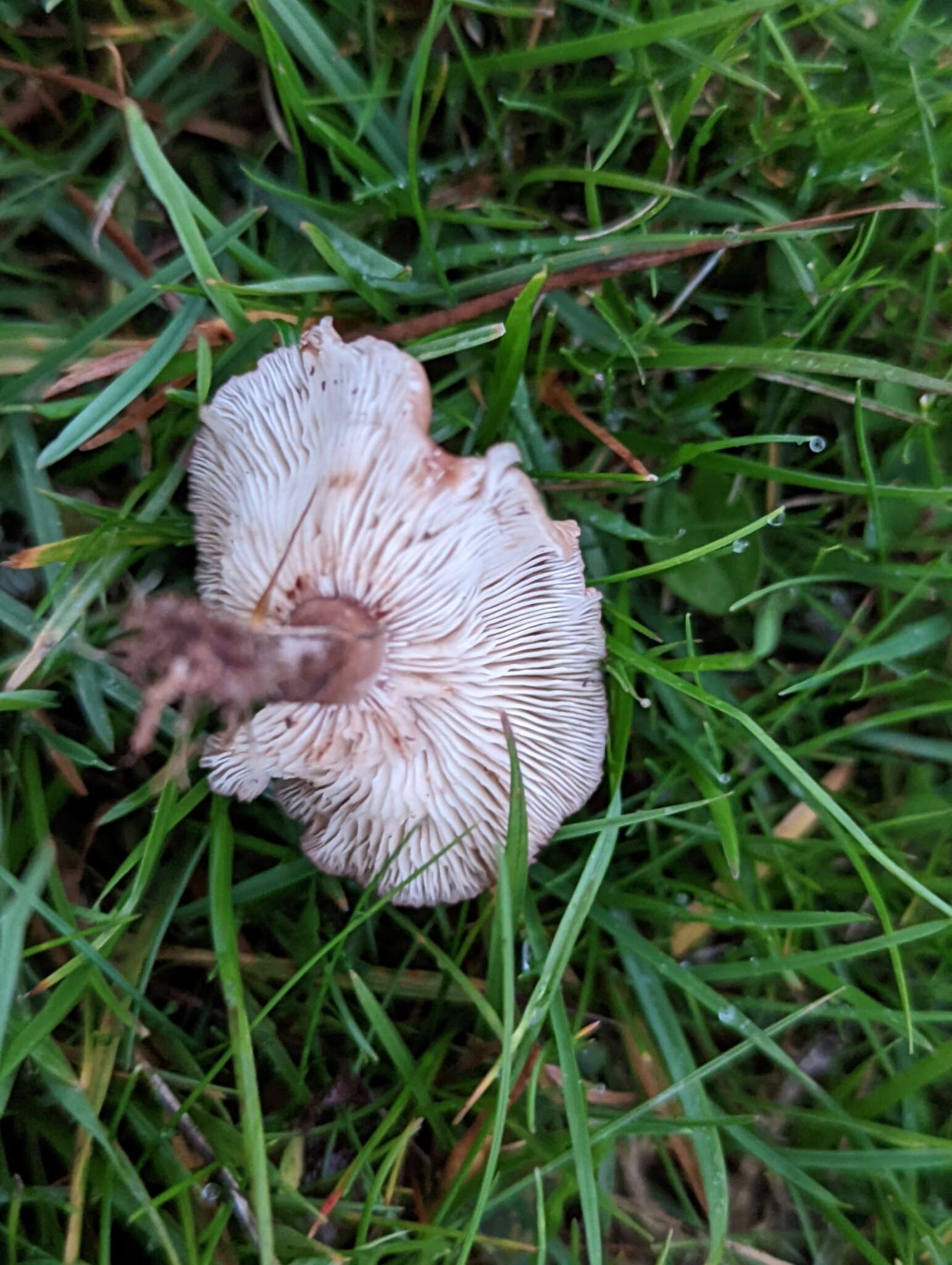 Image of Calocybe carnea (Bull.) Donk