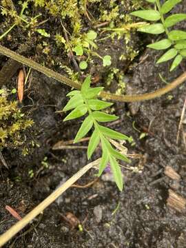 Image of western polemonium