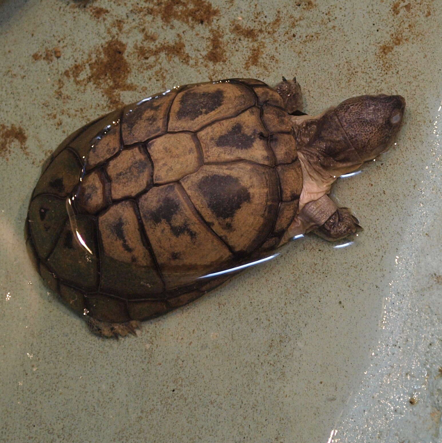 Image of West African black turtle