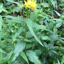 Imagem de Helianthus strumosus L.