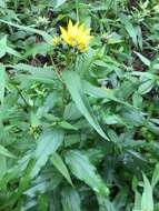 Image of Pale-Leaf Woodland Sunflower