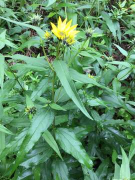 Imagem de Helianthus strumosus L.