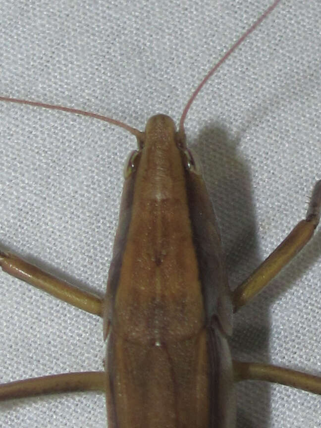 Image of Broad-tipped Conehead