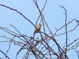 Image of European Rock Bunting