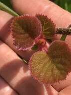 Image de Actinidia chinensis Planch.