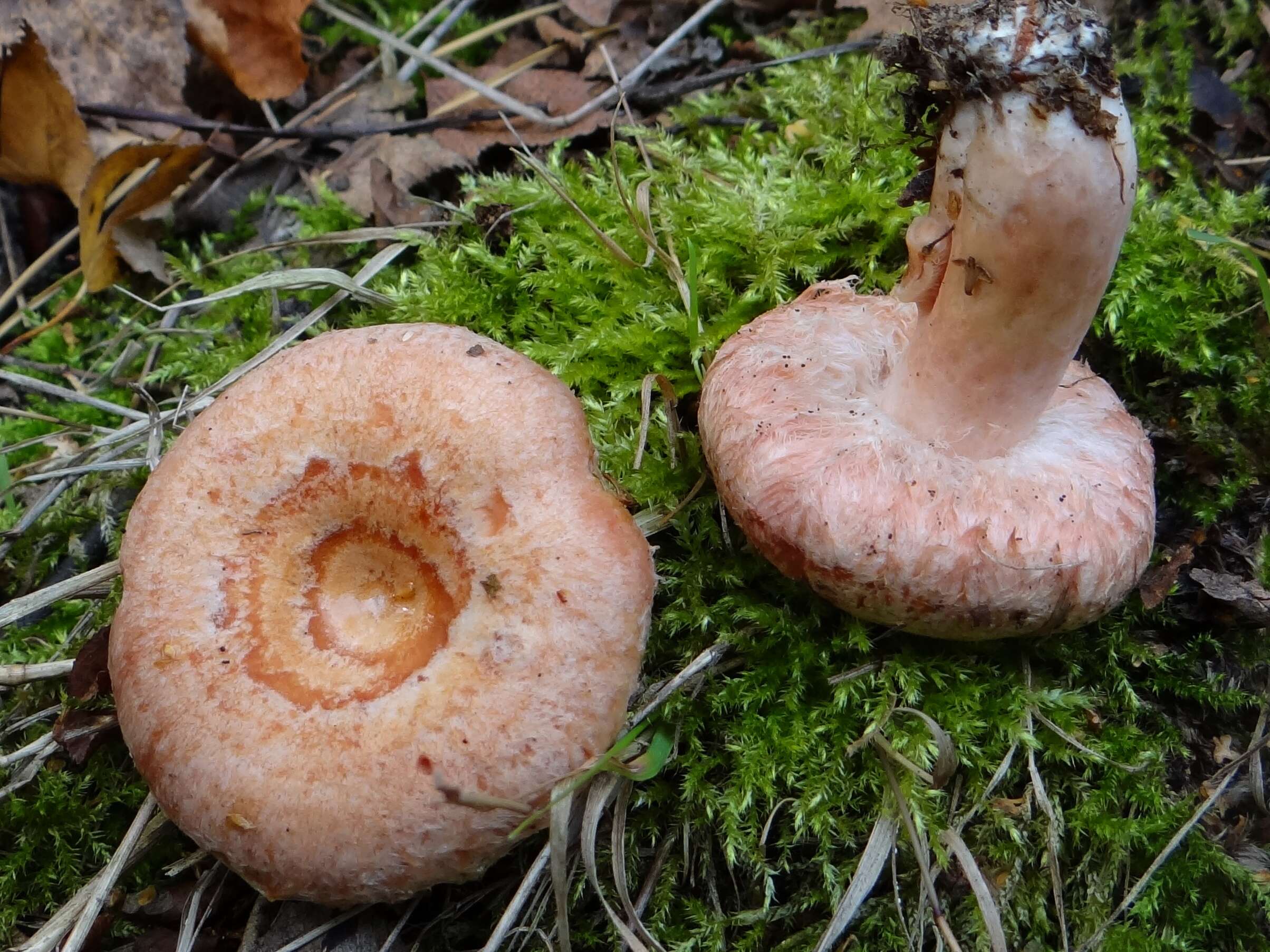 Image of Woolly Milkcap