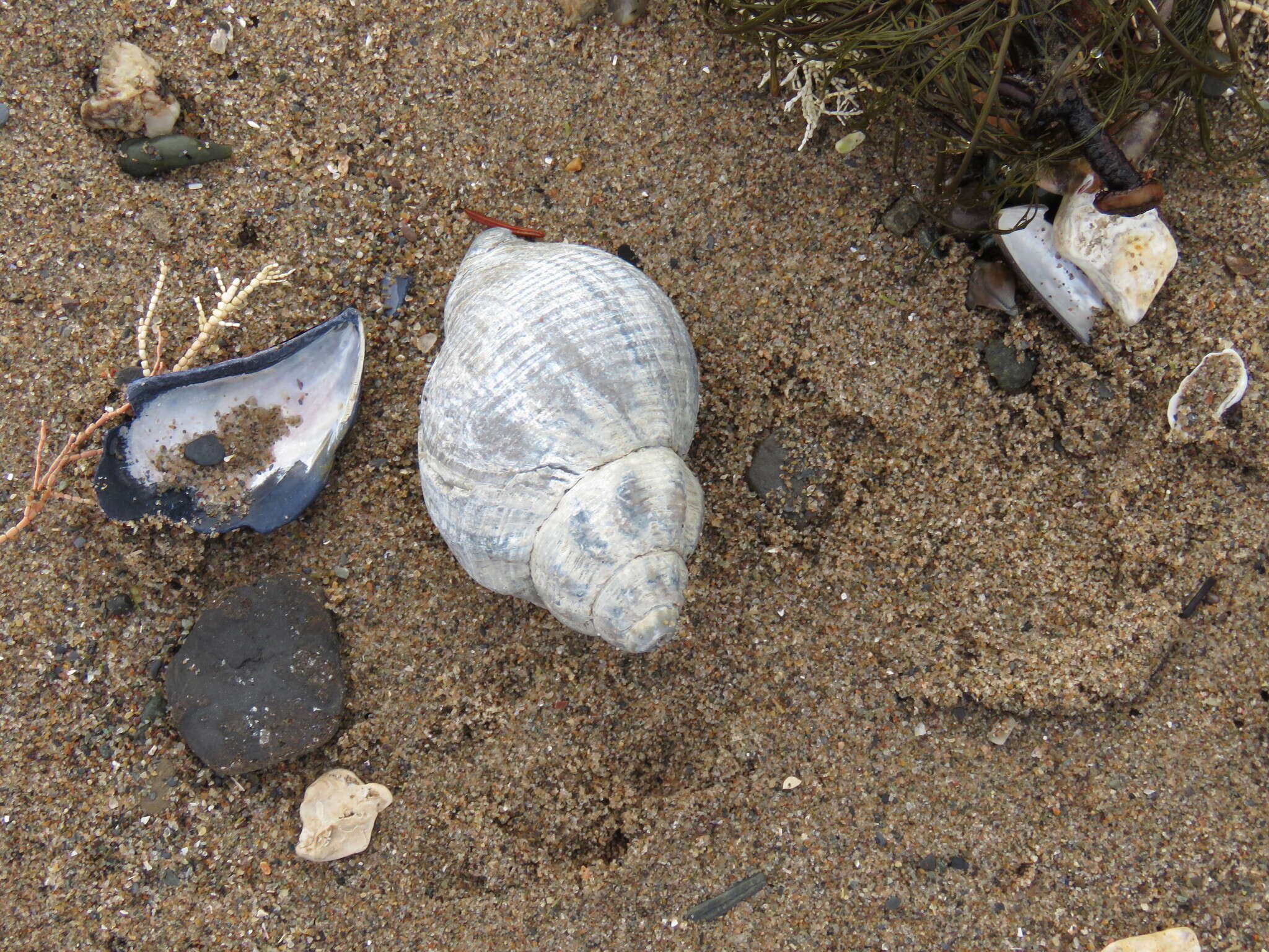 Image of Common whelk