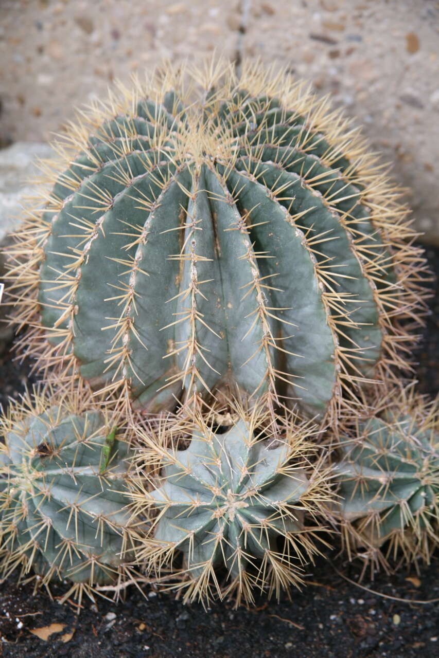 Ferocactus glaucescens (DC.) Britton & Rose resmi