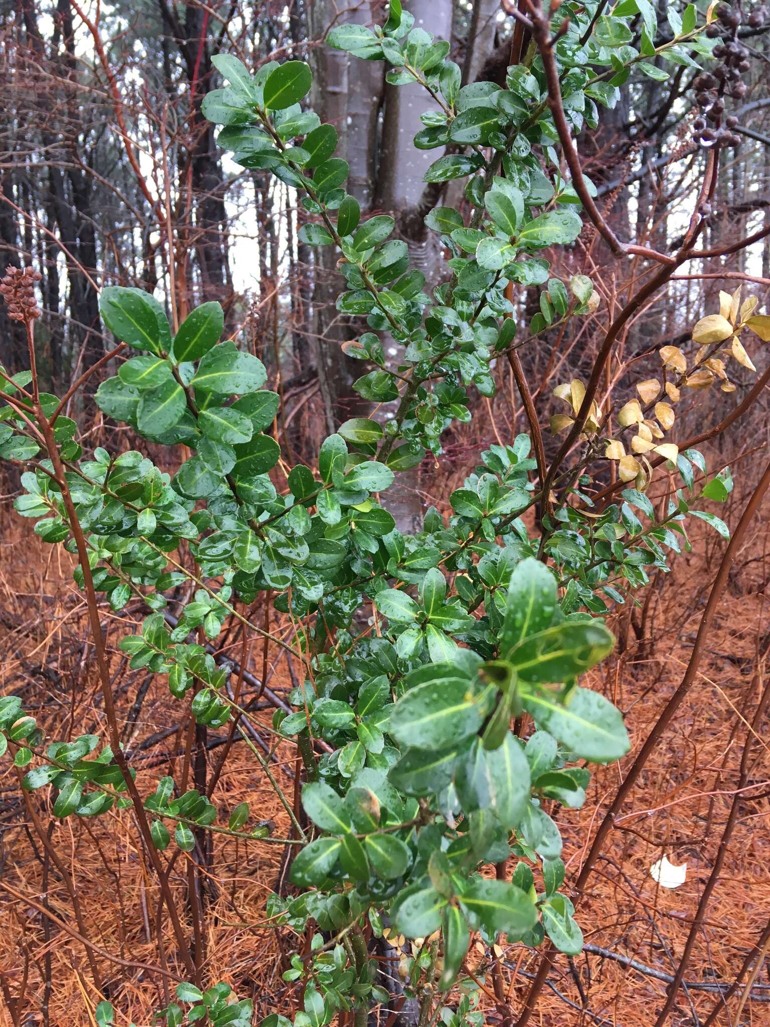 Ilex crenata Thunb. resmi