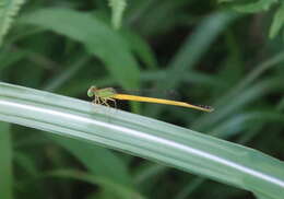 Image of Ceriagrion melanurum Selys 1876