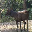 Image of Rusa unicolor cambojensis (Gray 1861)