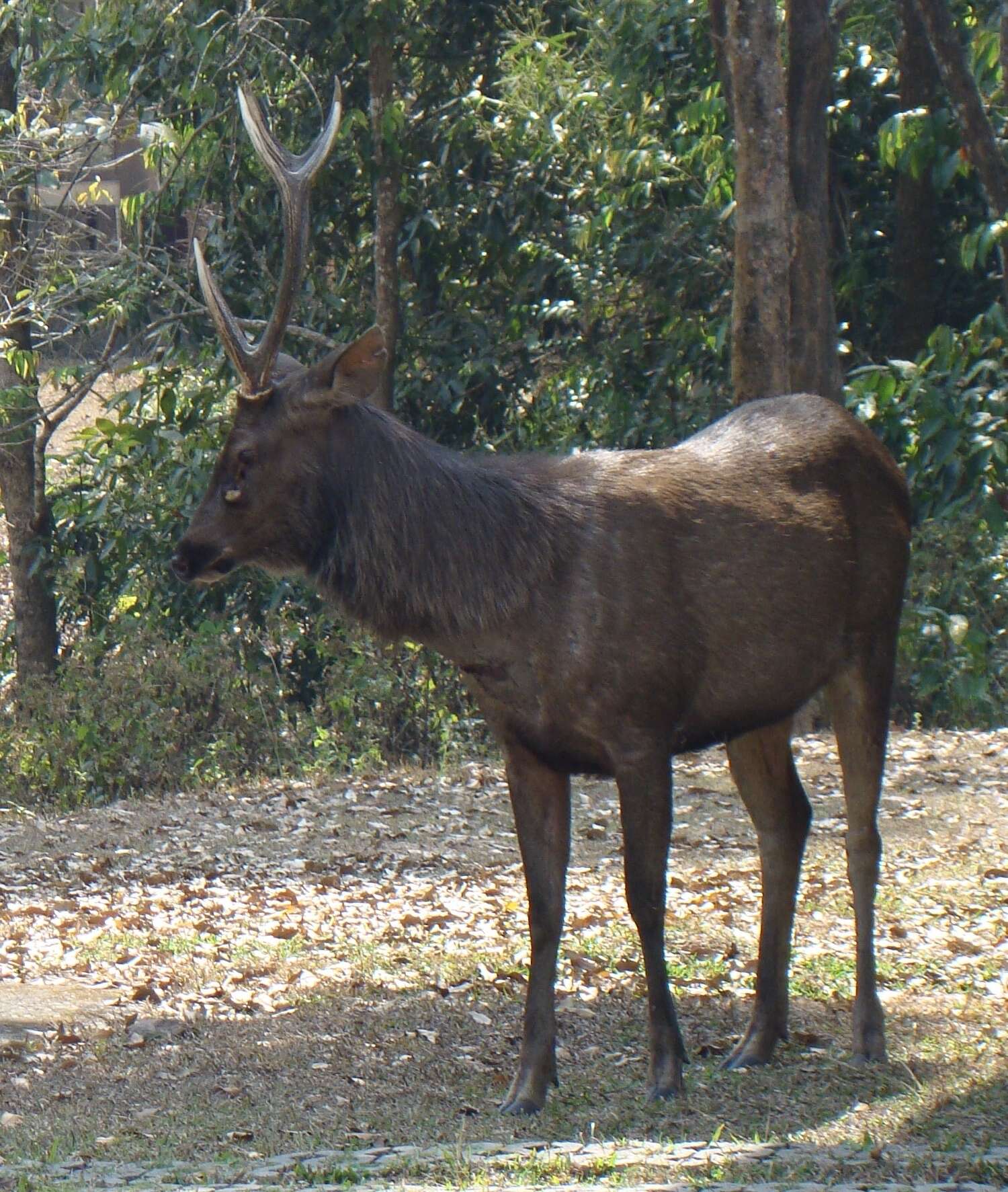 Image of Rusa unicolor cambojensis (Gray 1861)