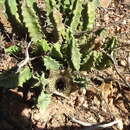 Image of Ceropegia clavigera subsp. clavigera