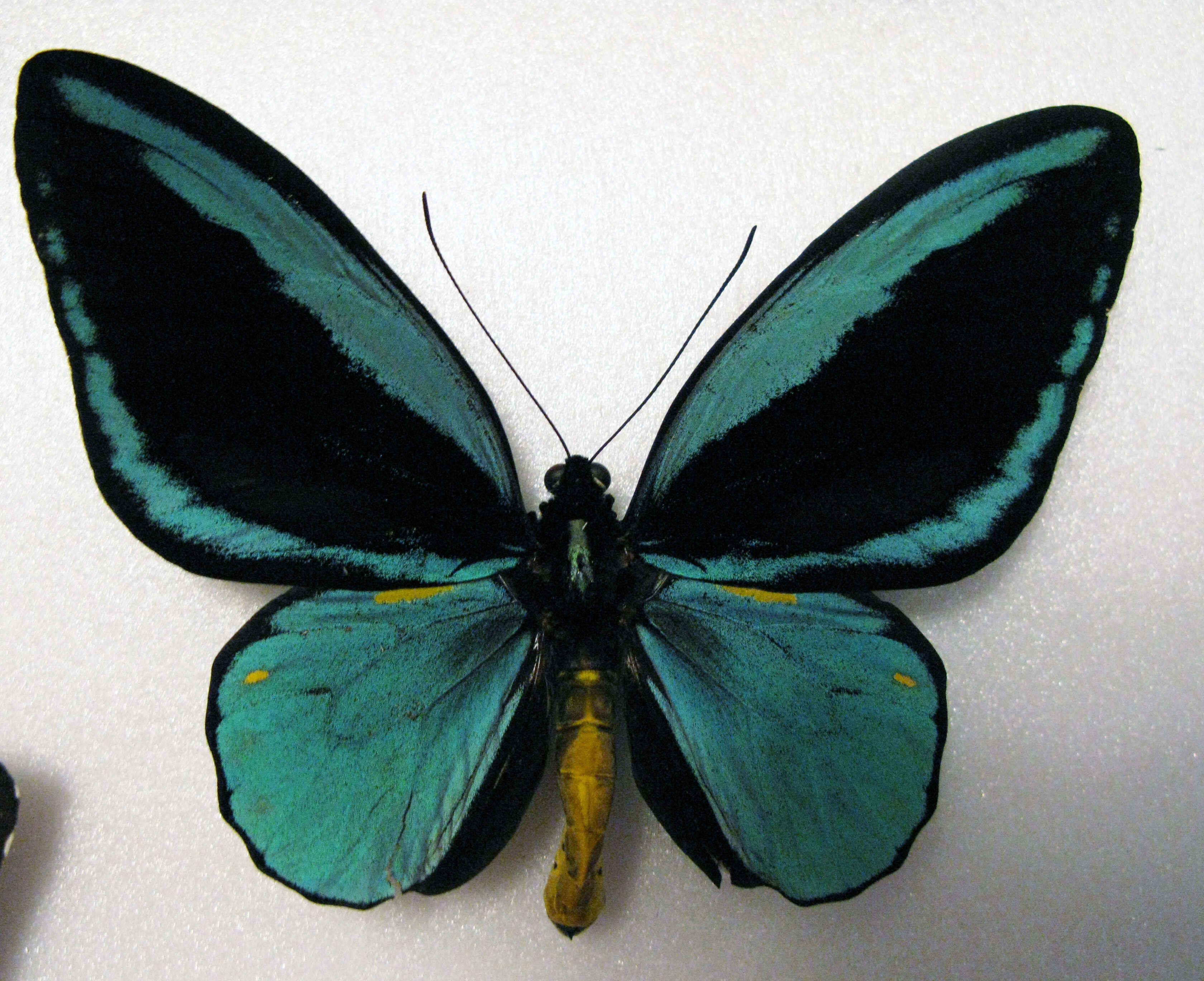 Слика од Ornithoptera aesacus (Ney 1903)