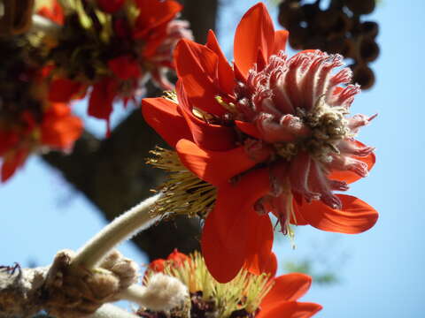 Слика од Erythrina latissima E. Mey.