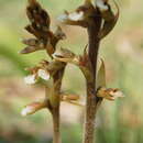 Image of tall ladies'-tresses