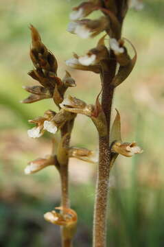 Image of tall ladies'-tresses