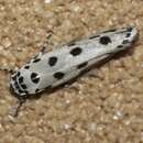 Ethmia sphaerosticha Meyrick 1886的圖片