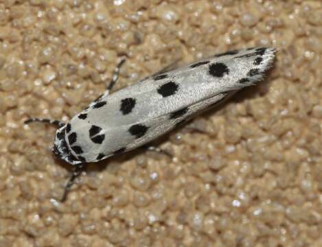 Image of Ethmia sphaerosticha Meyrick 1886