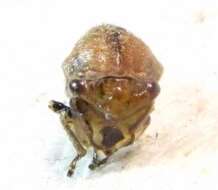 Image of Ophiderma pubescens Emmons
