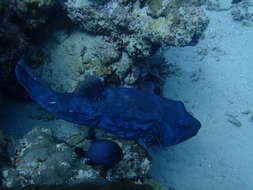 Image of Blue-spotted Puffer