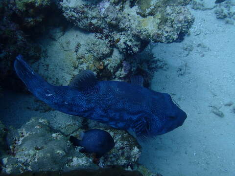 Image of Blue-spotted Puffer