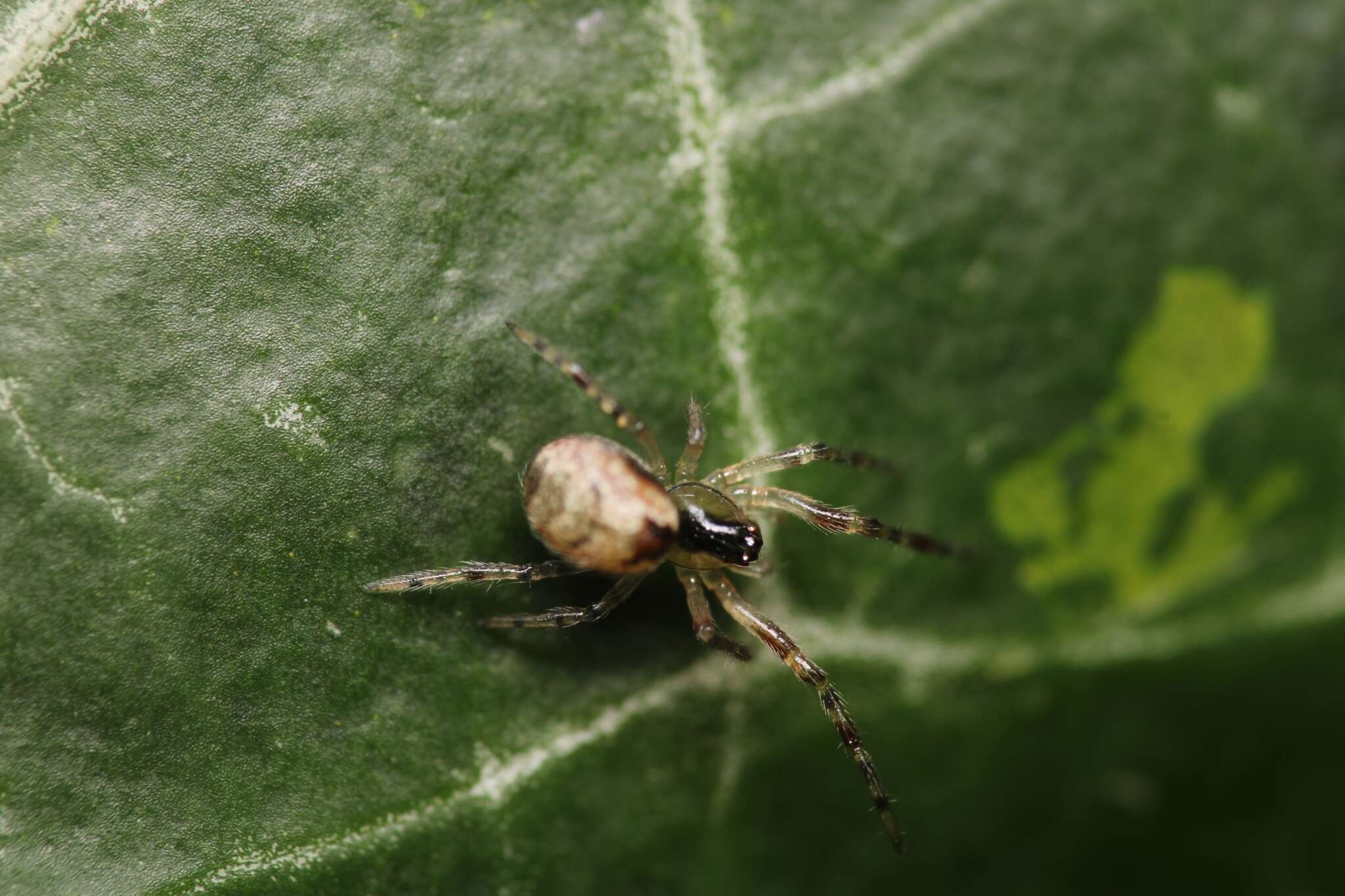 Image of Anelosimus vittatus (C. L. Koch 1836)