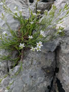 Image of Minuartia adenotricha Siskin