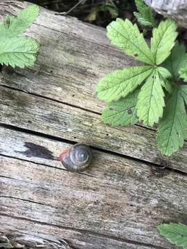 Image of Kentish gardensnail