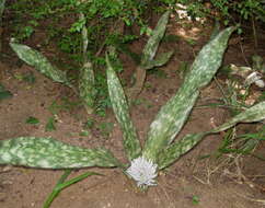 Image of Sansevieria kirkii Baker