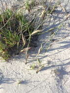 Image of pyp grass