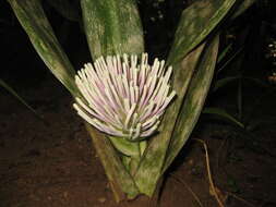 Image of Sansevieria kirkii Baker