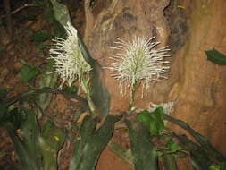 Image of Sansevieria kirkii Baker