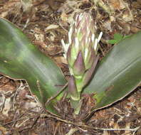 Image of Sansevieria kirkii Baker