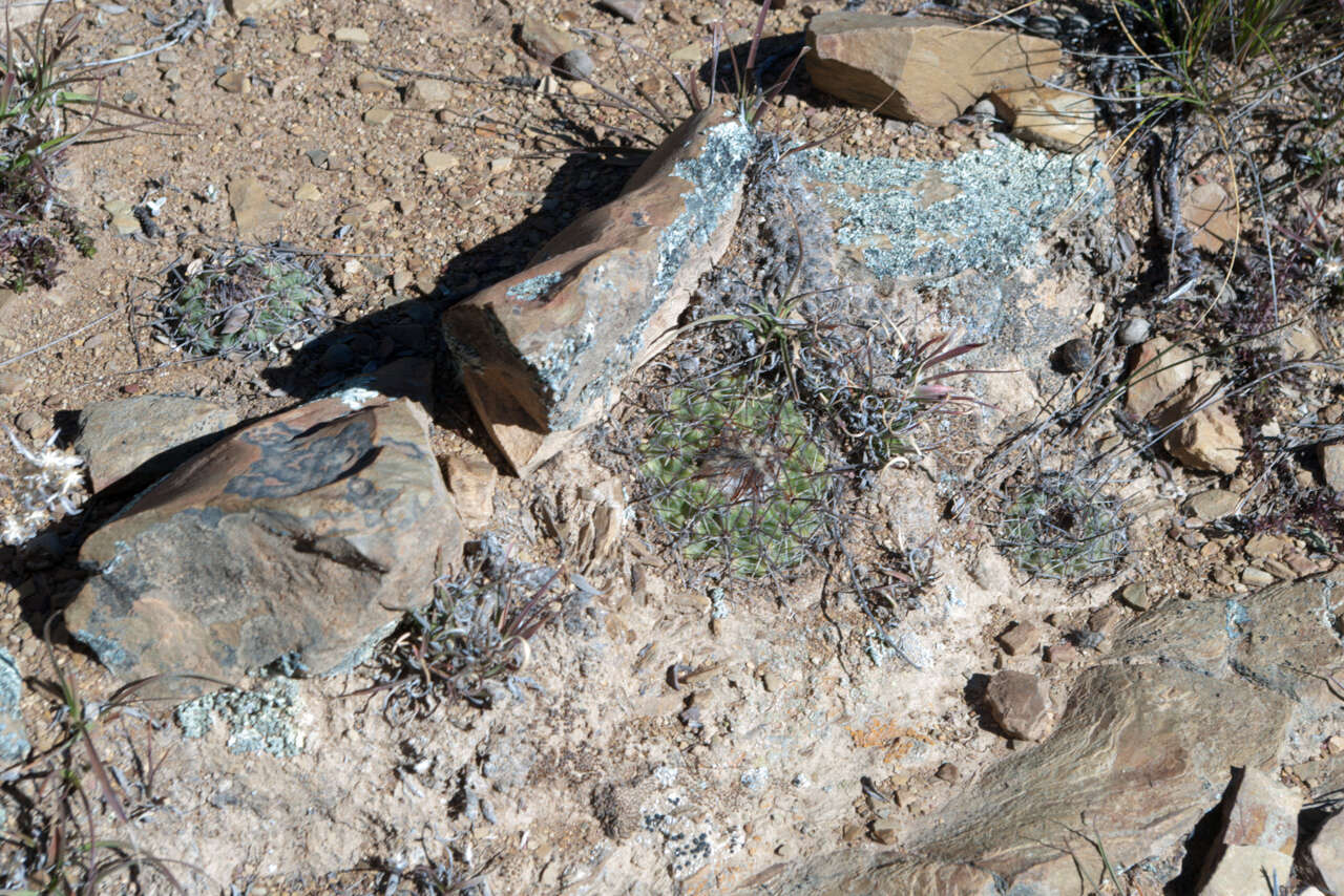 Image of Parodia subterranea F. Ritter