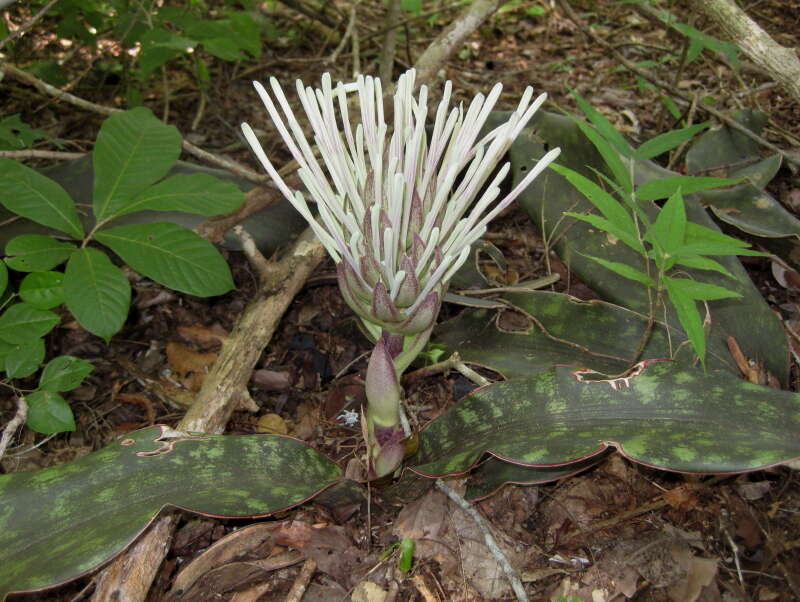 Image of Sansevieria kirkii Baker