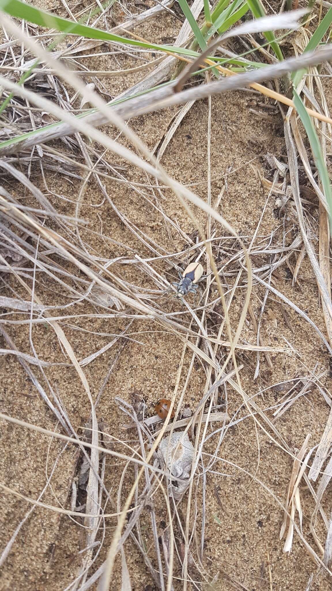 Image of Cicindela (Cicindela) formosa gibsoni Brown 1940