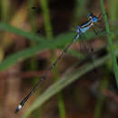 Image of Blue-striped Spreadwing