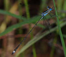 Слика од Lestes tenuatus Rambur 1842